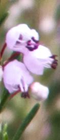 Ericamanipulifloraflokavanagh