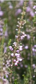 Ericamanipulifloraflostalkkavanagh