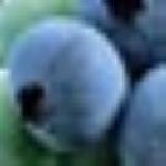 pbluecropfrublueberryg1
