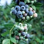 pbluecropfrusblueberryg1