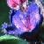 purplecflogromwell