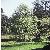 betulaforpendula1a