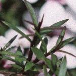 leptospermumfolscoparium1