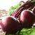 cbeetrootfor1bolthardy1