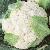 ccauliflowerfoo1boris1
