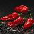 cchillipepperfor1bhutjolokiafieryfurnace1