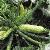 ccourgettefor1cavili1
