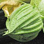 pcourgetteflo1cavili