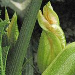 pcourgetteflo2femalecavili