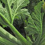 pcourgettefol1cavili
