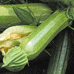 pcourgettefoo1cavili