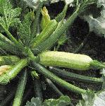 pcourgettefoos1cavili