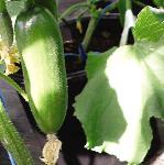 pcucumberfoo1cucino