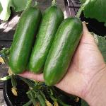 pcucumberfoos2cucino