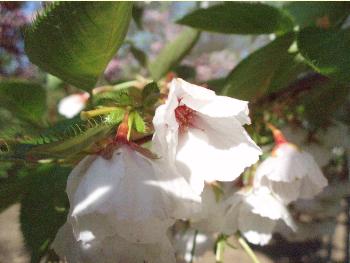 PrunusShirotaeMM