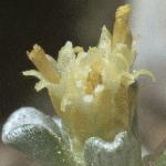 raouliafloaustralis1