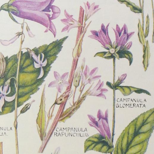 rampionbellflowercampanularapunculusmartin