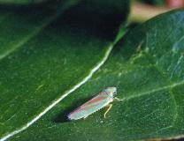 rhododendron1leafhopper