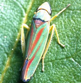 rhododendron2leafhopper