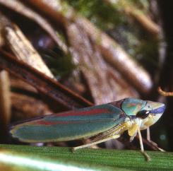 rhododendron3leafhopper