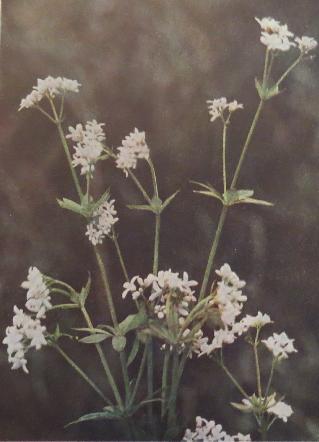 woodruffgalliumodoratumcorke