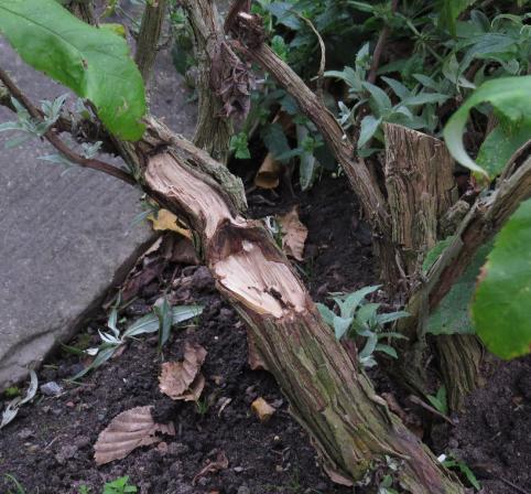 bownoutofgroundbuddleas1garnonswilliams