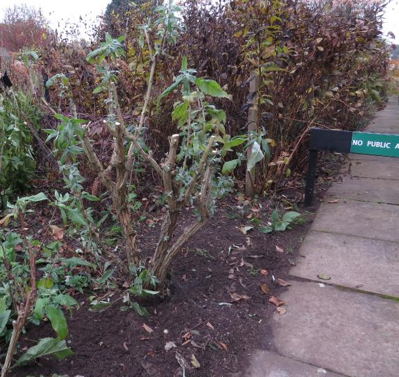 bownoutofgroundbuddleas2garnonswilliams