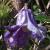 clematiscflodiversifoliagarnonswilliams