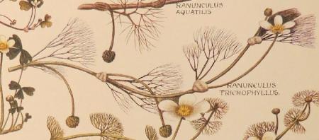darkhaircrowfootranunculustrichophyllusillustrationmartin