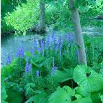 fmonkshoodfor2britishflora