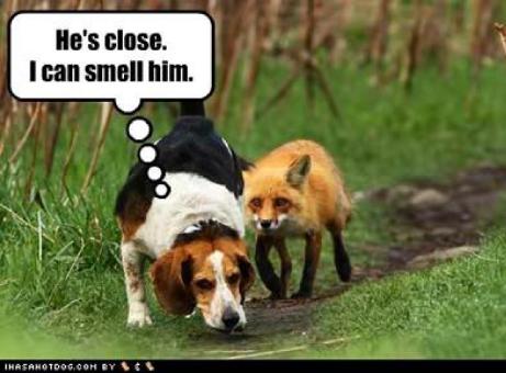 foxfollowsfoxhound