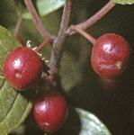 palderfru1buckthorn