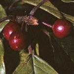 palderfru2buckthorn