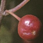 palderfru3buckthorn