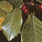 paldersfolbuckthorn