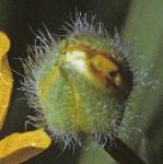 pcreepingflobudcbuttercup