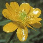 pcreepingflobuttercup
