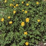 pcreepingflosbuttercup