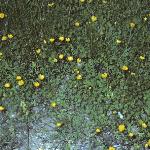 pcreepingforbuttercup