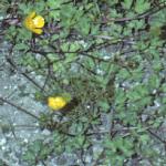 pcreepingfor1buttercup