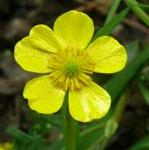 plesserflospearwortbritishflora