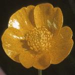 plesserflospearwort