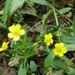 plesserflosspearwortbritishflora