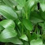 plesserfolspearwortbritishflora