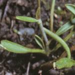 plesserfolspearwort