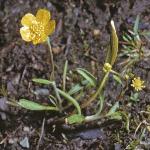 plesserfor1spearwort