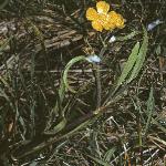 plesserfor2spearwort