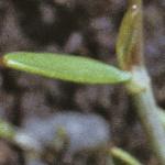 plessersfolspearwort
