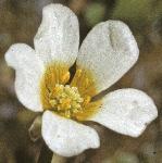 pthreadfloleavedwatercrowfoot
