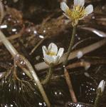pthreadflosleavedwatercrowfoot